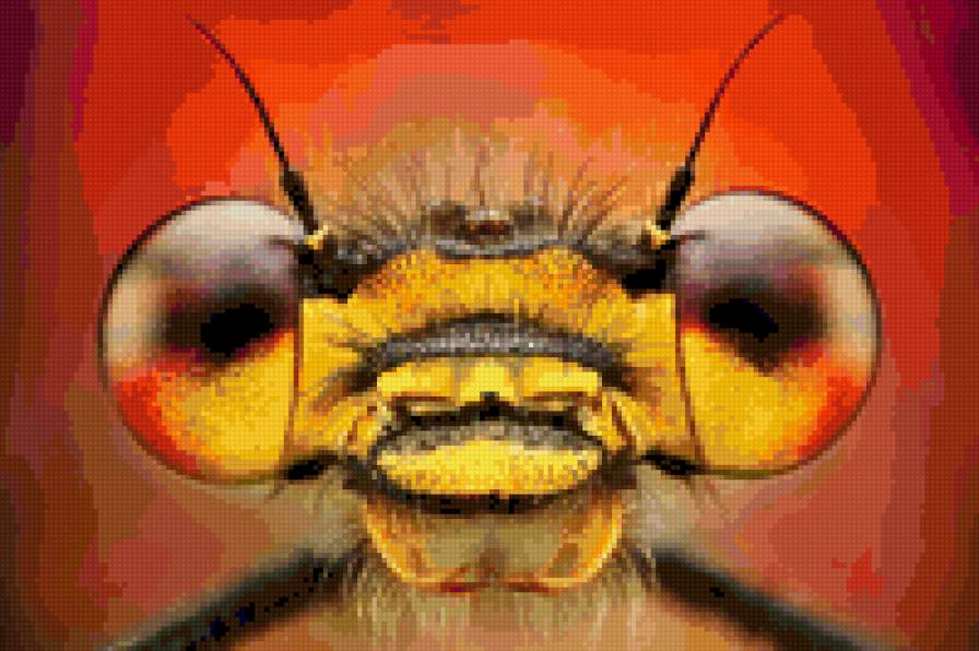 привет - стрекоза, портрет - предпросмотр