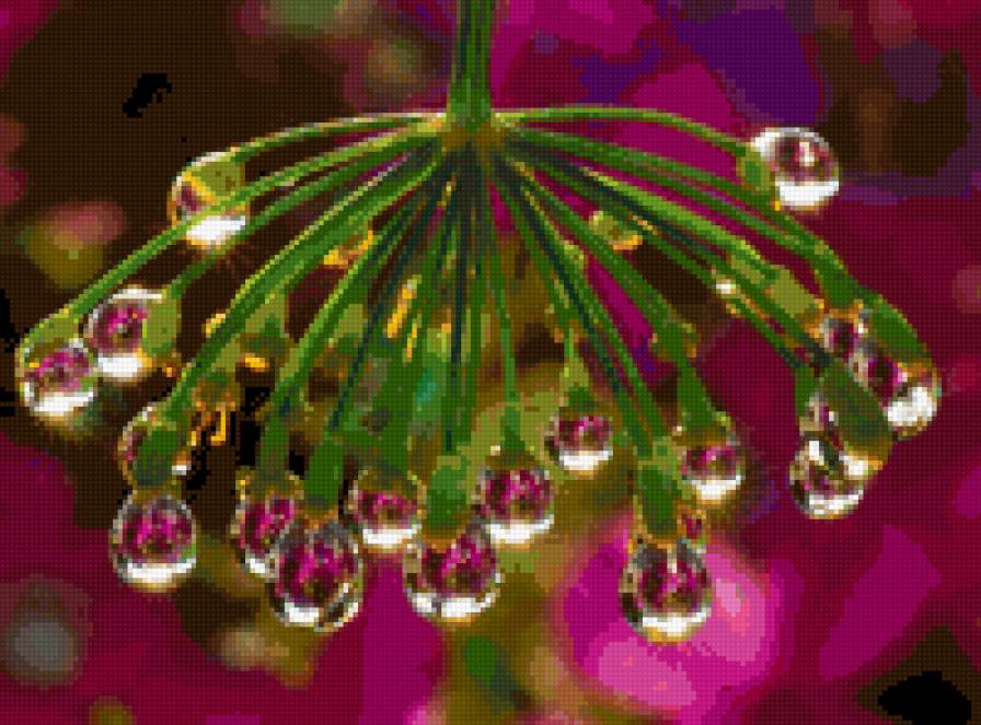 роса - яркие цвета, роса, цветок - предпросмотр