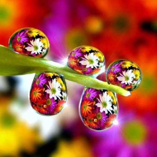 роса2 - роса, цветы, яркие картинки - оригинал