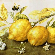 Оригинал схемы вышивки «лимоны» (№817554)