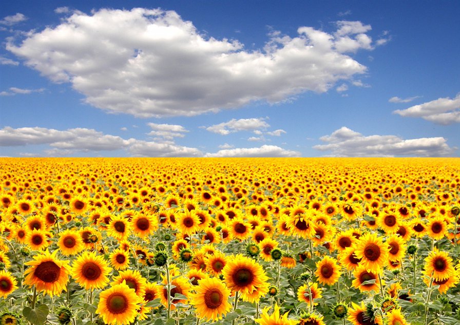 подсолнухи - поле подсолнухов - оригинал