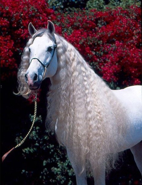 №818658 - животные, лошади, звери - оригинал