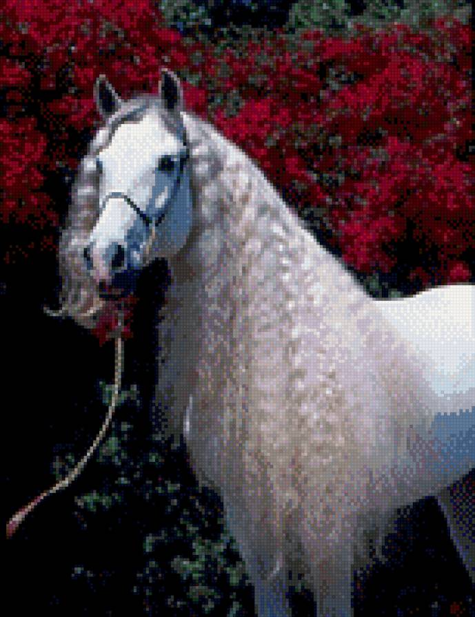 №818658 - животные, звери, лошади - предпросмотр