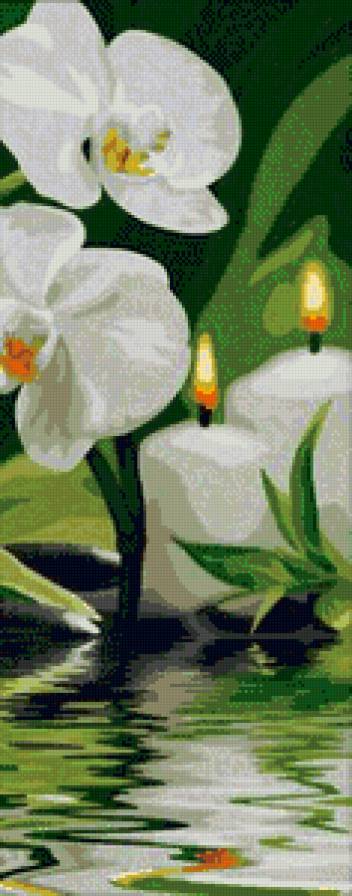 архидея - предпросмотр