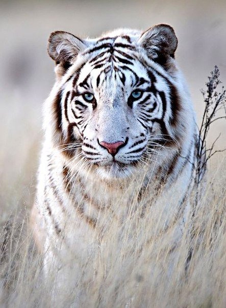 №819571 - тигры, звери, животные - оригинал