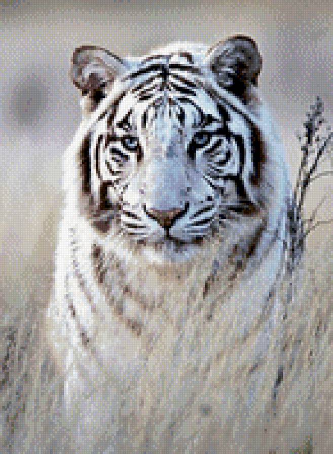 №819571 - животные, звери, тигры - предпросмотр