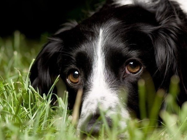 Взгляд друга - собака - оригинал