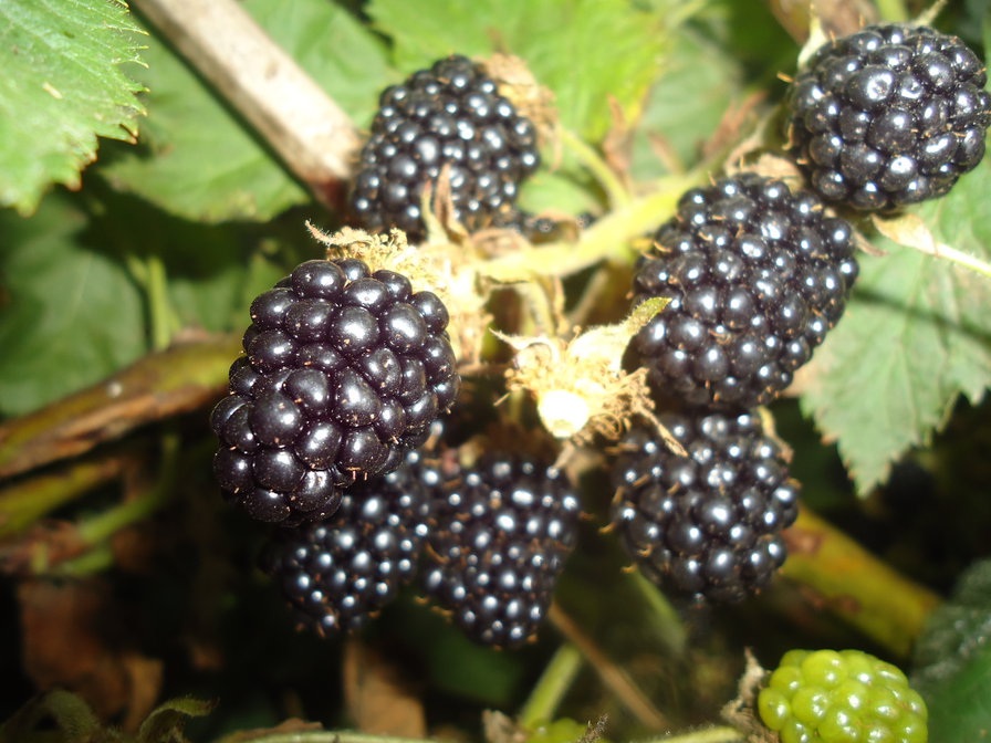 ежевика - ежевика - оригинал