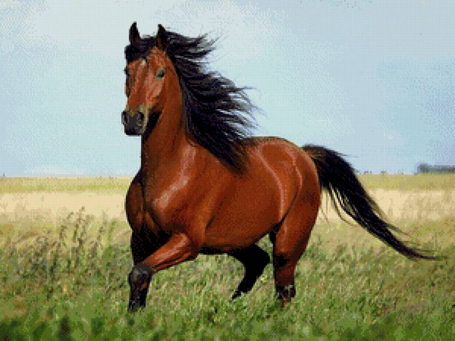 Лошадка - предпросмотр