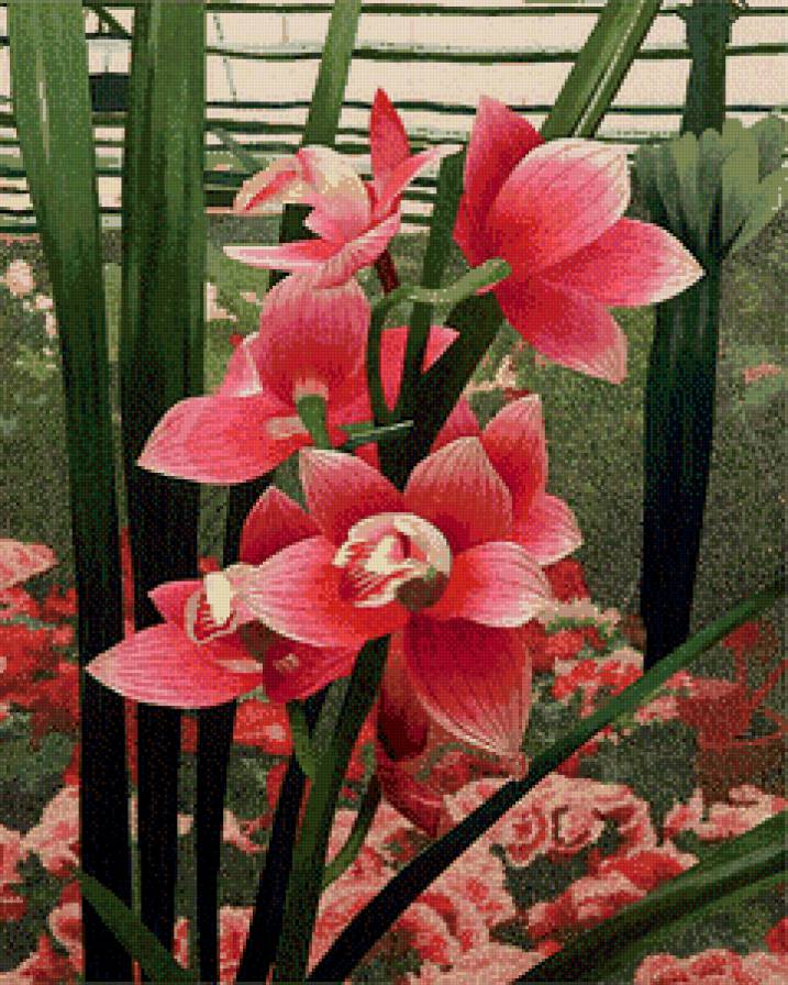красная орхидея - орхидея, цветы - предпросмотр