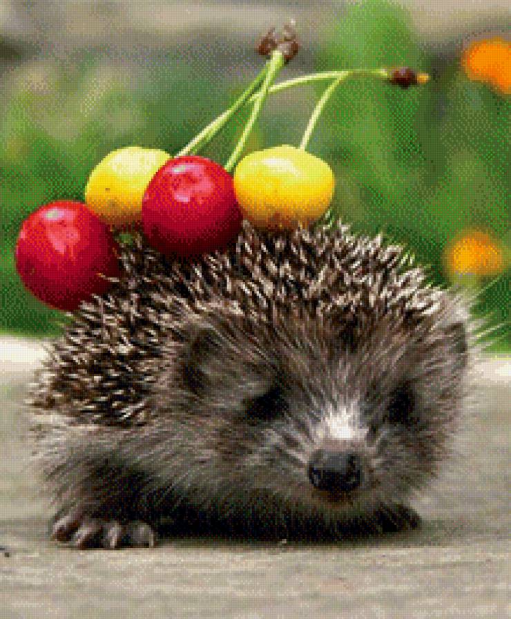 ёжик - предпросмотр