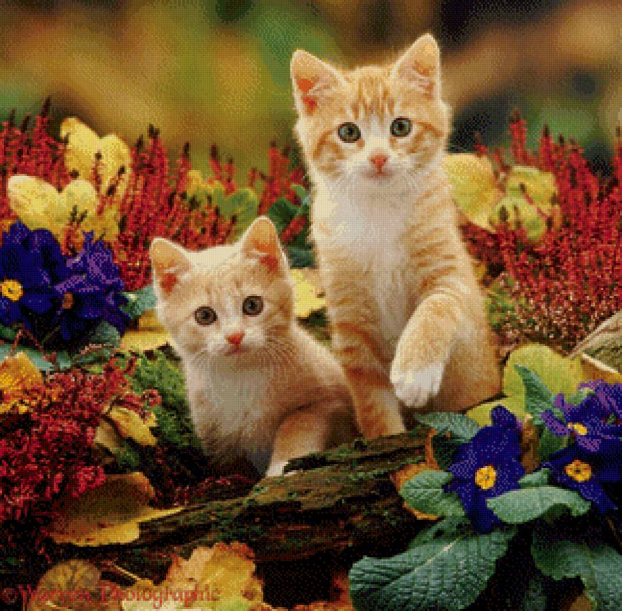 Котята в цветах - цветы, котята, осень - предпросмотр