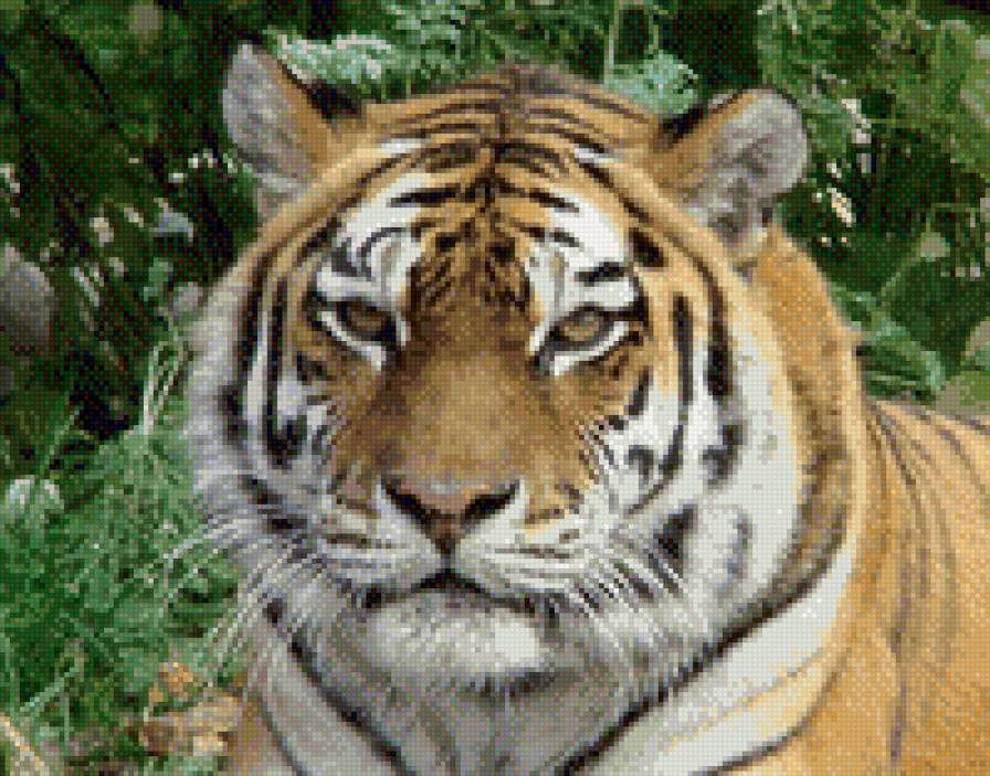 уссурийский тирг - предпросмотр