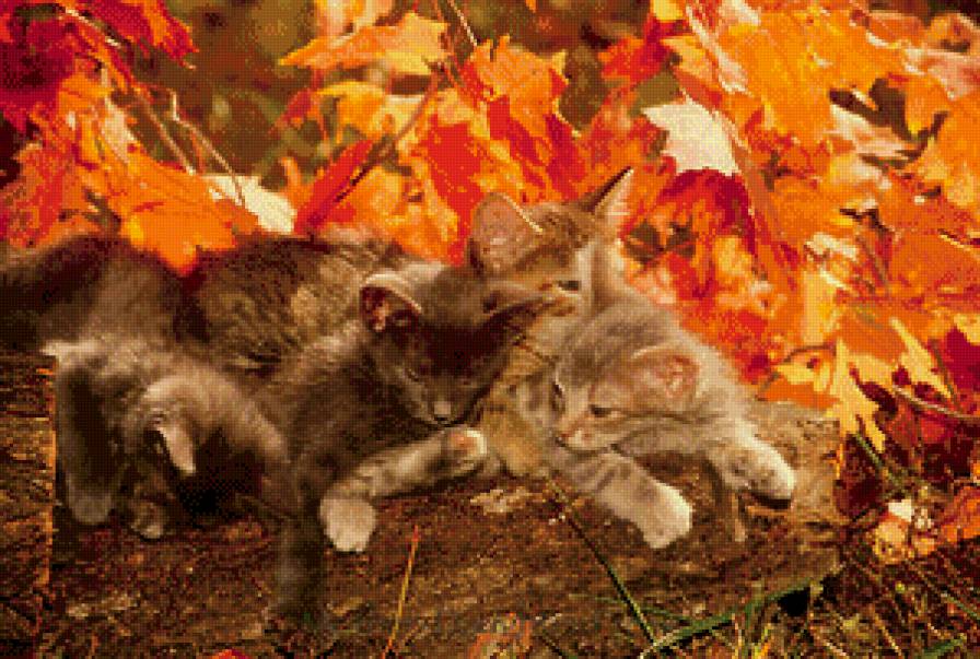 Осенние котята - котята, листья, осень - предпросмотр