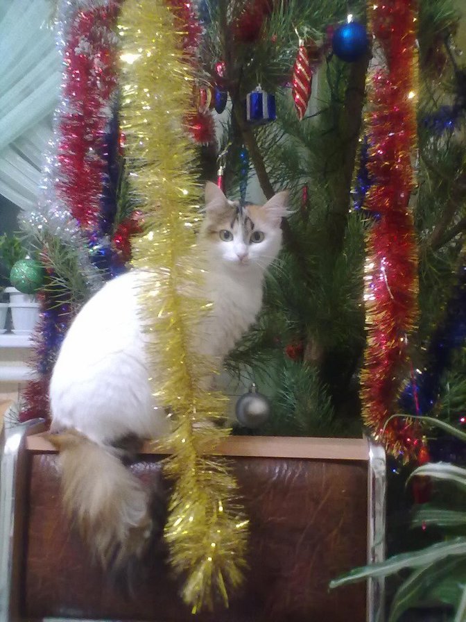 Снегурочка - новый год, кошка, вышивка - оригинал