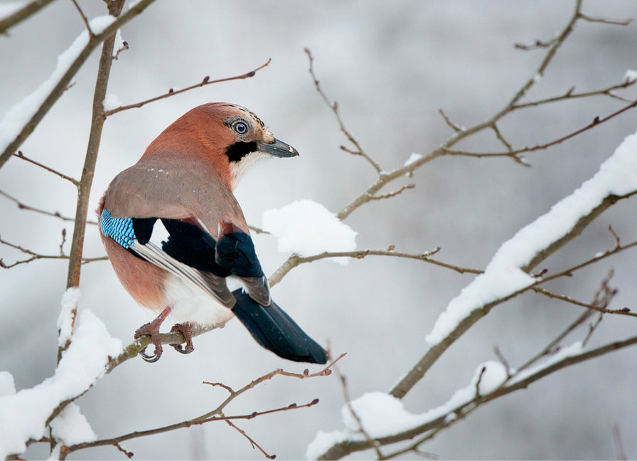 №820630 - оригинал