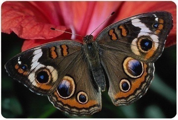 Бабочка - бабочка - оригинал