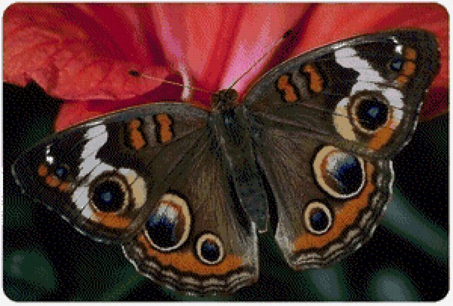 Бабочка - бабочка - предпросмотр