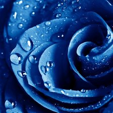 голубая роза в росе