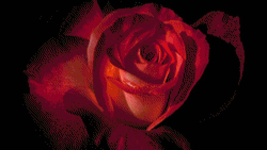 роза - роза, цветок - предпросмотр