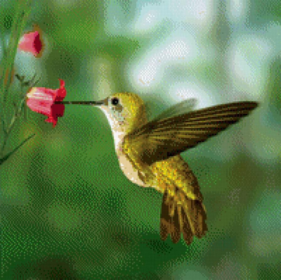 Колибри - птички, колибри, райская птичка - предпросмотр