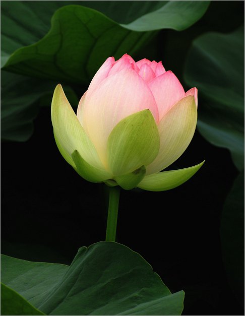 Лотос - цветы, лотос - оригинал