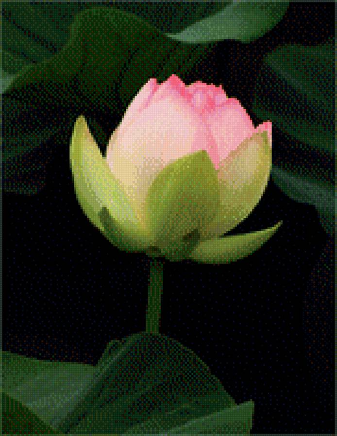 Лотос - цветы, лотос - предпросмотр