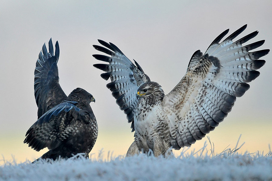 №820933 - оригинал