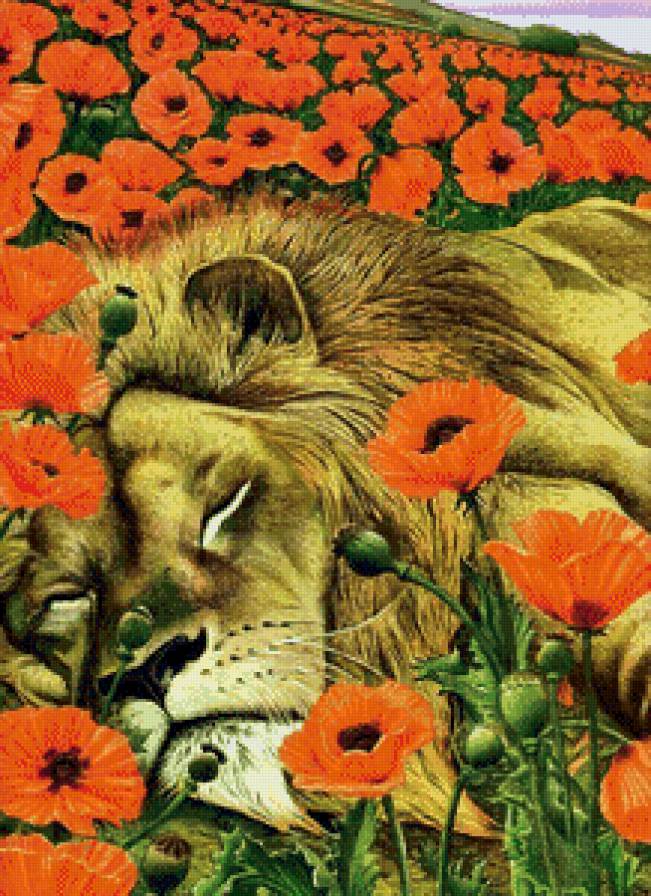 спящий лев в маках - животные, маки, лев, цветы, природа, сон, кошка - предпросмотр