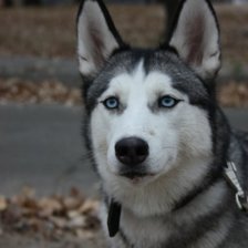 Оригинал схемы вышивки «Дейзи» (№820984)