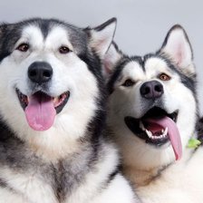 Схема вышивки «№820993»