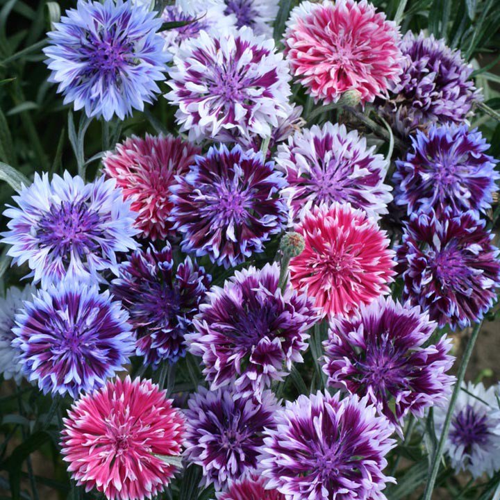 Васильковый букет - васильки, букет, цветы - оригинал