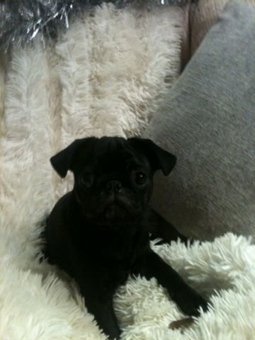 прохор - мопс - оригинал