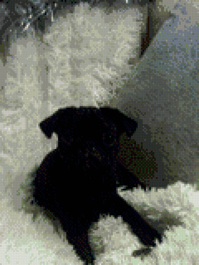 прохор - мопс - предпросмотр