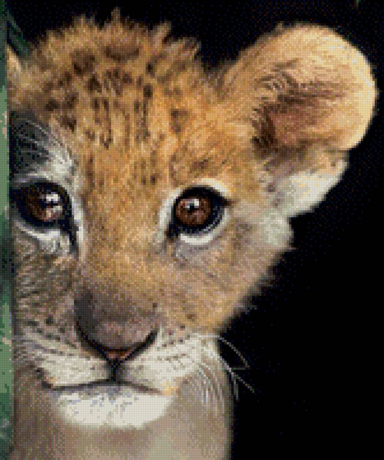 Кареглазый тигренок - животное, взгяд, тигр - предпросмотр