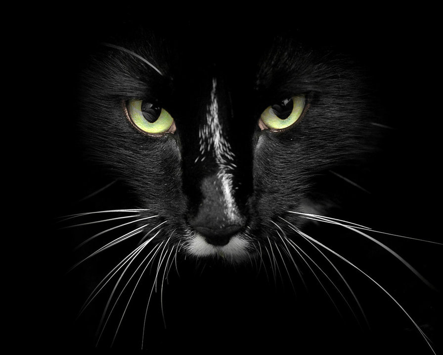 Кошка - кошка - оригинал