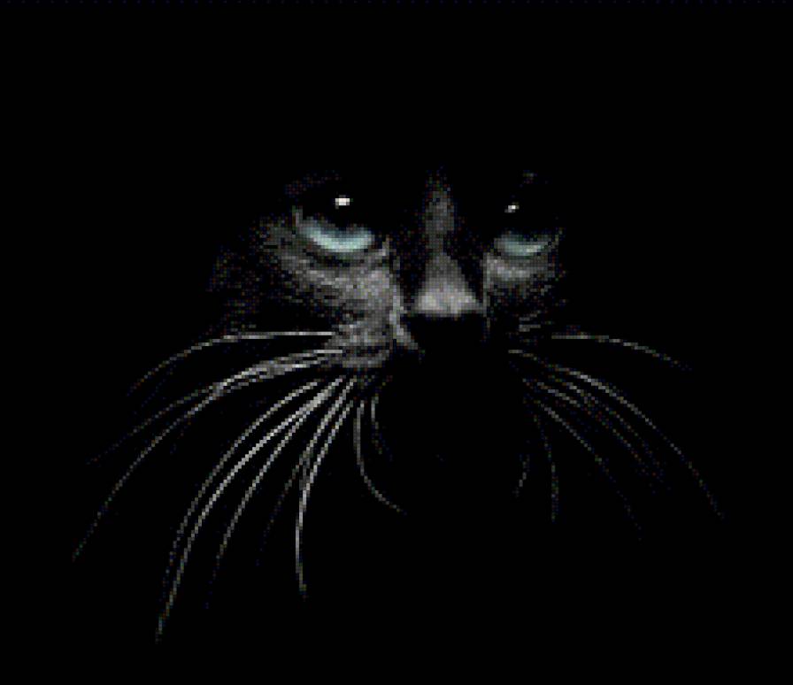 Кошка - кошка - предпросмотр