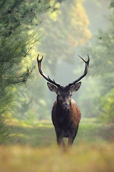 Олень - животные, природа - оригинал