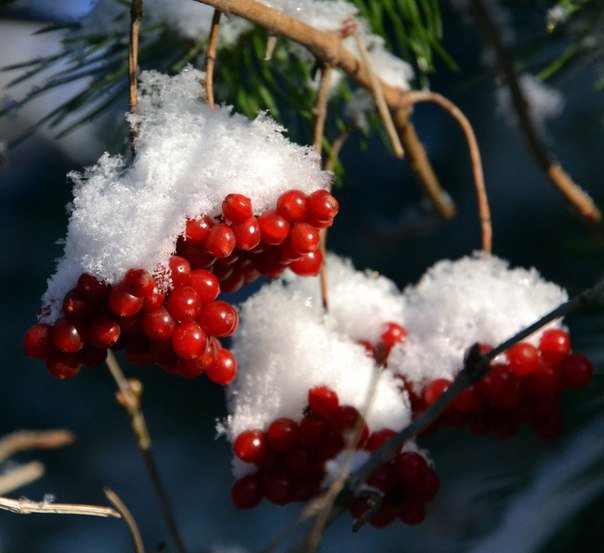 Рябина - природа - оригинал