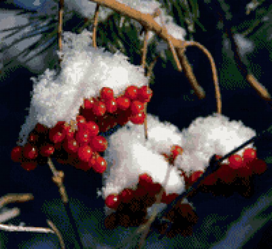 Рябина - природа - предпросмотр