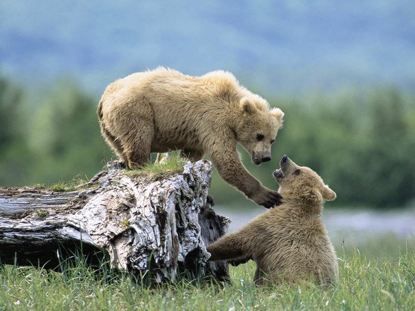 Медведи - животные, природа - оригинал