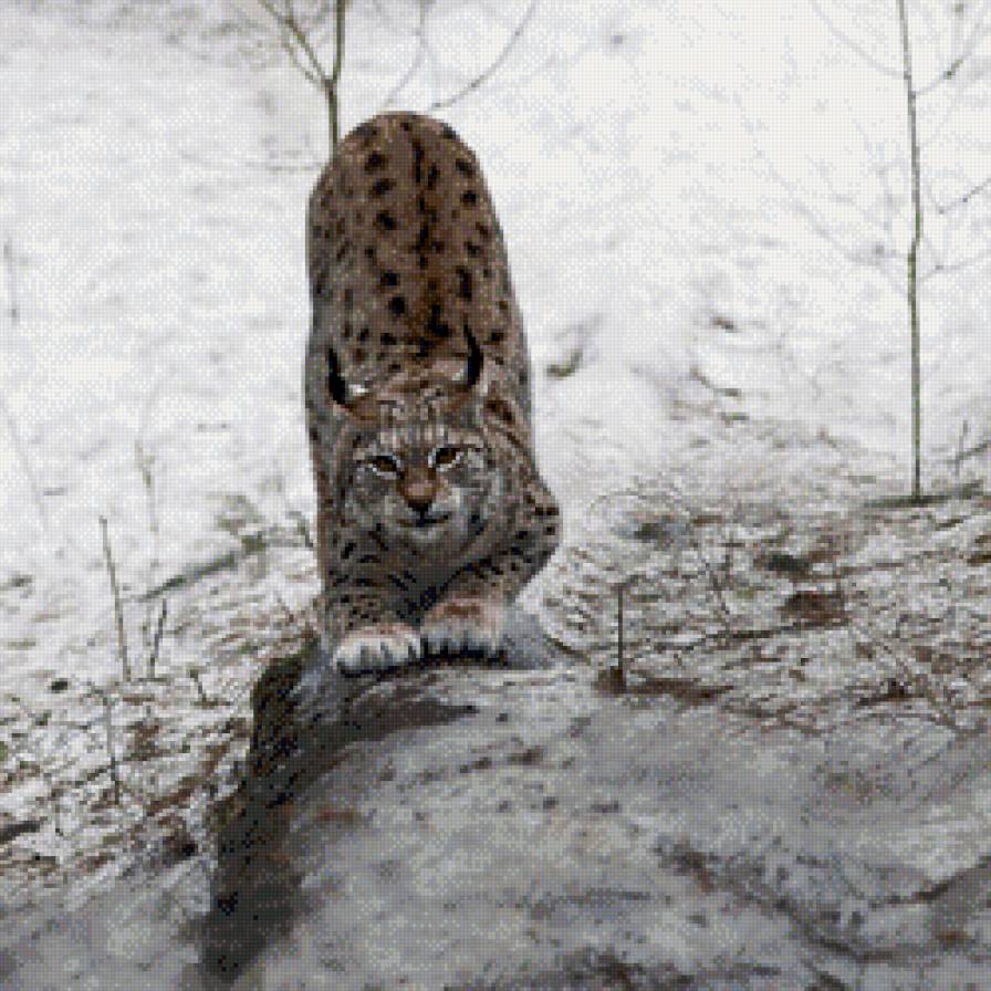 Рысь - природа, животные - предпросмотр