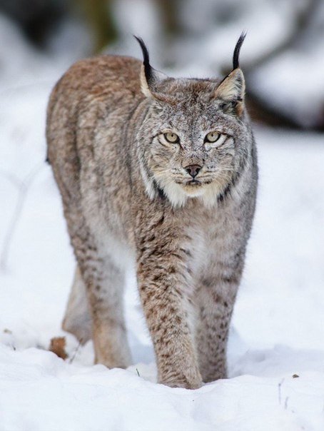 Рысь - природа, животные - оригинал