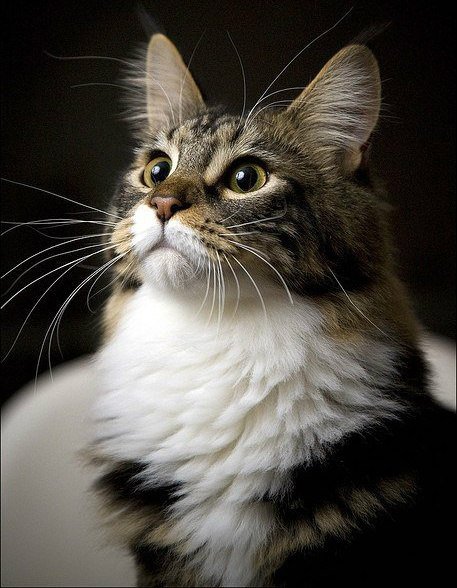 Домашний кот - животные, природа - оригинал