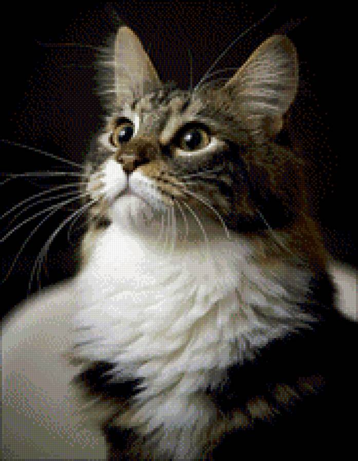 Домашний кот - природа, животные - предпросмотр