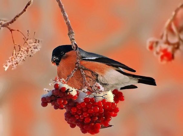 Снегирь - природа, животные - оригинал