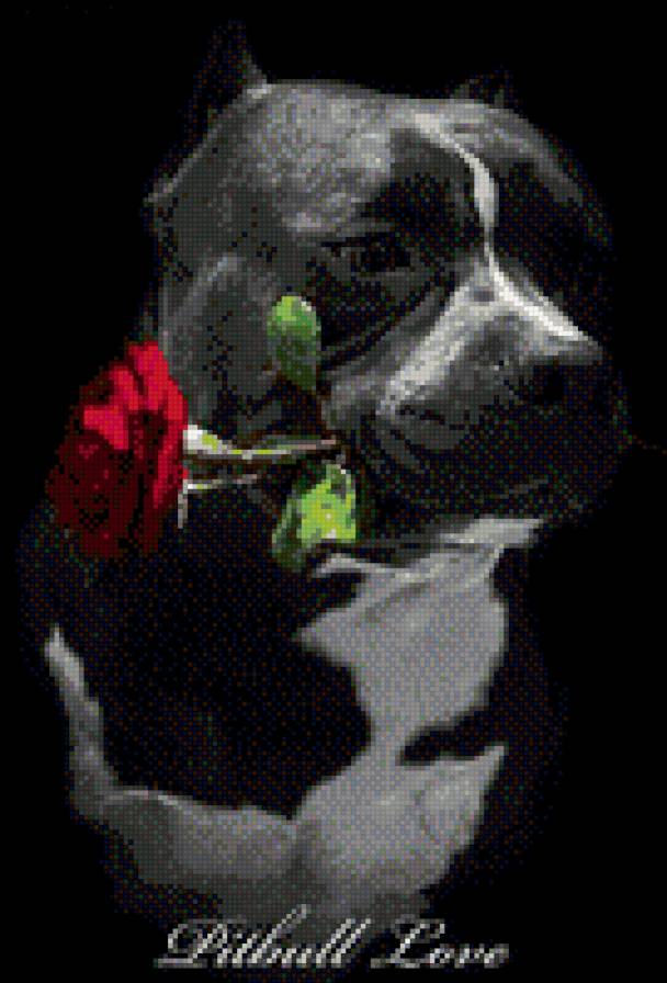 Pit Bull Love - питбуль - предпросмотр