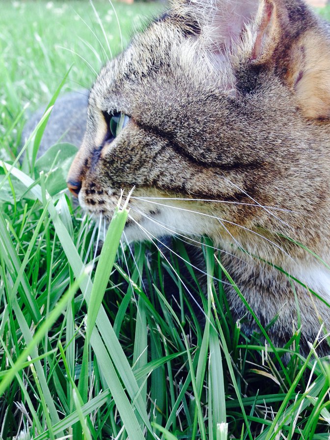 №821316 - оригинал