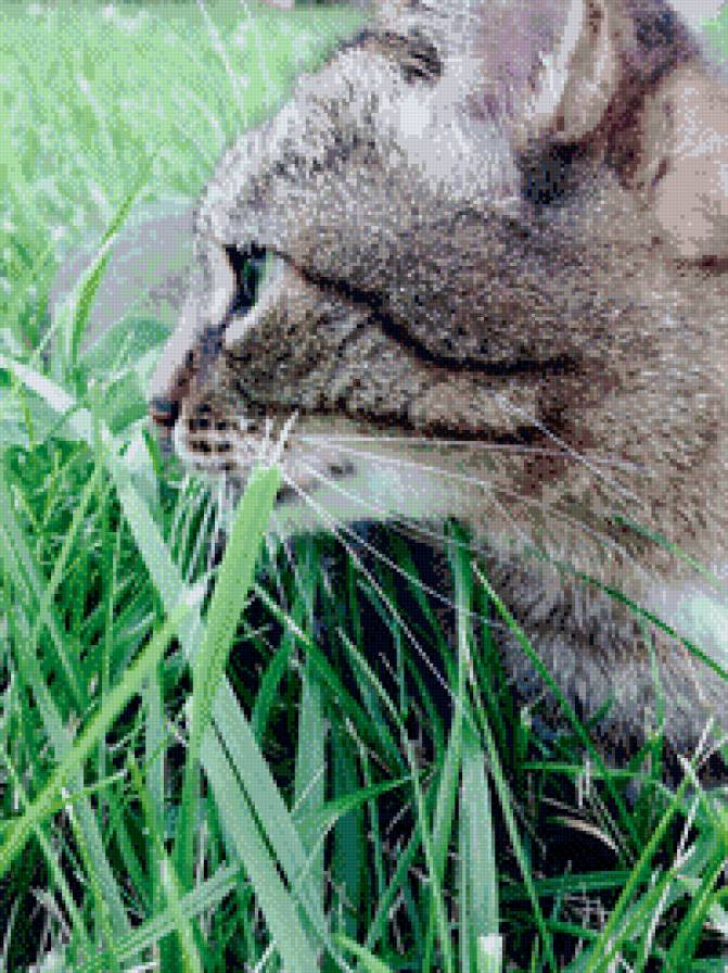 №821316 - предпросмотр