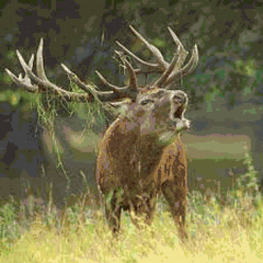 Олень - животные - предпросмотр